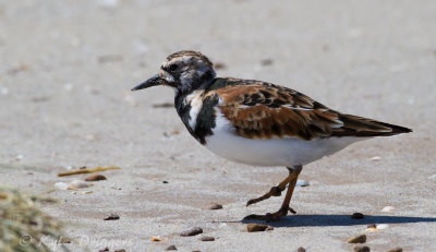 Ruddy Turnstone