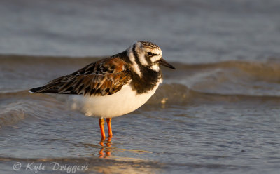 Ruddy Turnstone