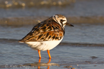 Ruddy Turnstone