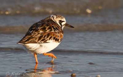 Ruddy Turnstone