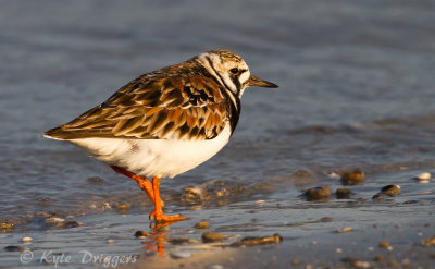 Ruddy Turnstone