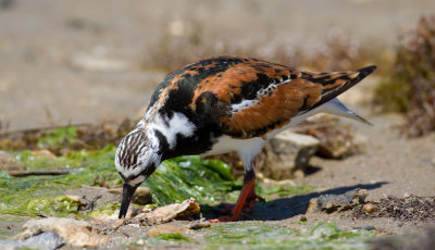 Ruddy Turnstone