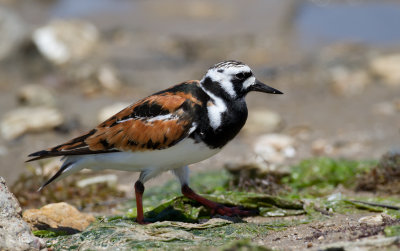 Ruddy Turnstone