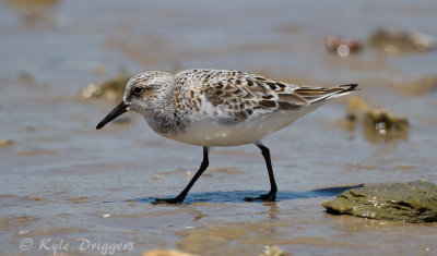 Sanderling