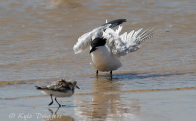 Sandwich Tern