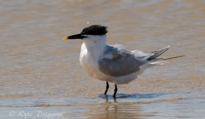 Sandwich Tern