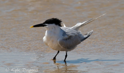 Sandwich Tern