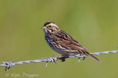 Savannah Sparrow