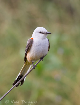 Scissor-tailed Flycatcher