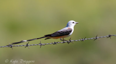 Scissor-tailed Flycatcher