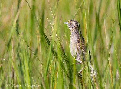Seaside Sparrow