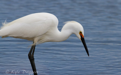 Snowy Egret