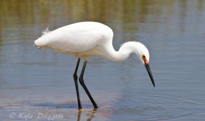 Snowy Egret