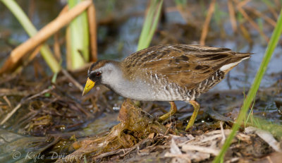 Sora