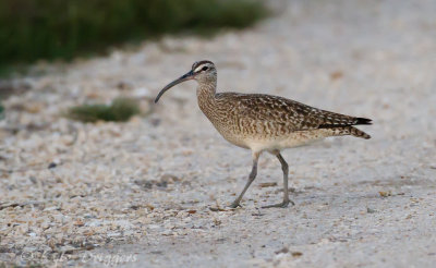 Whimbrel