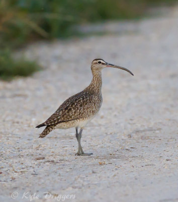 Whimbrel