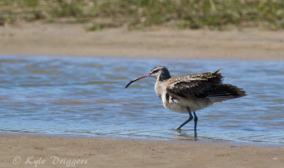 Whimbrel