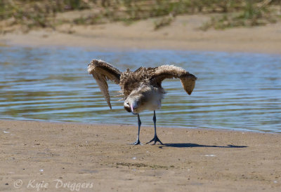 Whimbrel