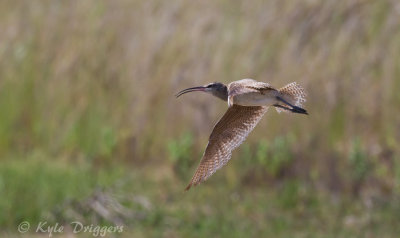 Whimbrel