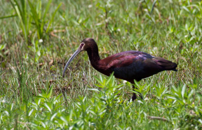 White-faced Ibis