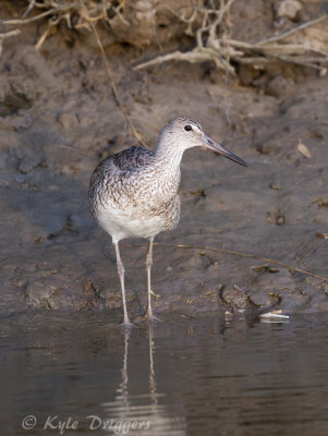 Willet