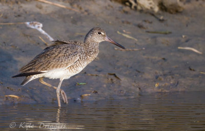 Willet