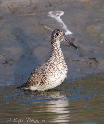 Willet