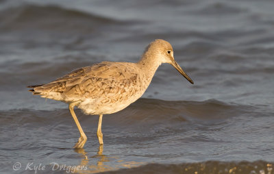 Willet