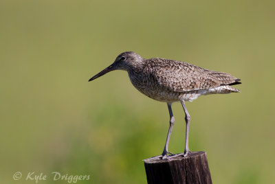 Willet