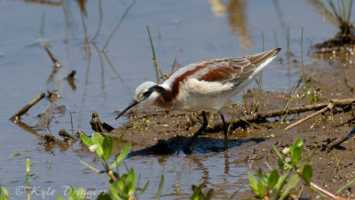 Wilson's Phalarope