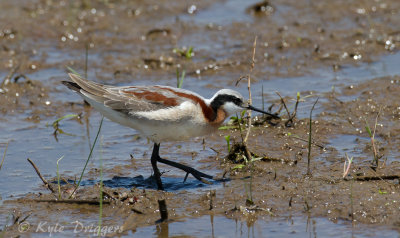 Wilson's Phalarope