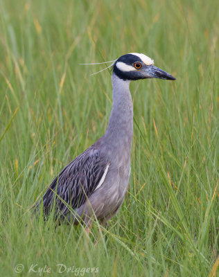 Yellow-crowned Night-Heron