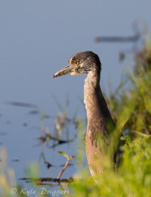 Yellow-crowned Night-Heron