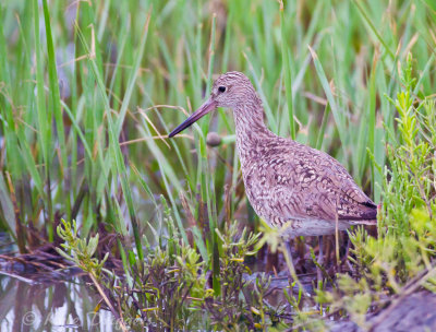 Upper Texas Coast 2014