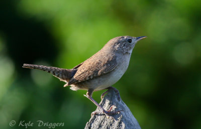 House Wren