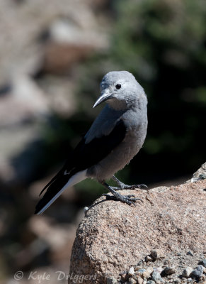 Clark's Nutcracker