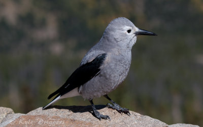 Clark's Nutcracker
