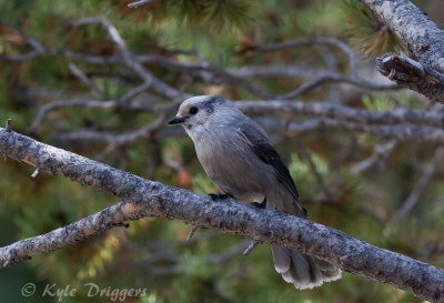 Gray Jay