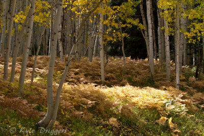 Kebler Pass