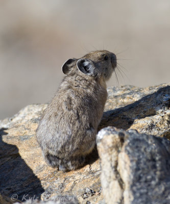 Pikas and Rabbits