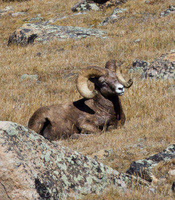 Rocky Mountain Bighorn Sheep