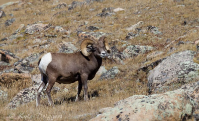 Rocky Mountain Bighorn Sheep