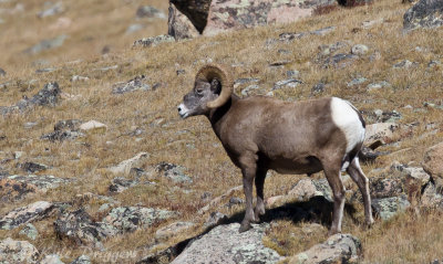 Rocky Mountain Bighorn Sheep
