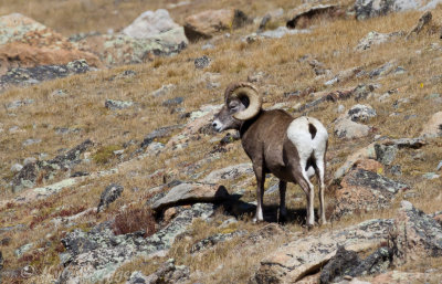 Rocky Mountain Bighorn Sheep