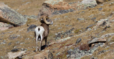 Rocky Mountain Bighorn Sheep