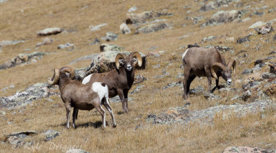 Rocky Mountain Bighorn Sheep