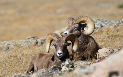 Rocky Mountain Bighorn Sheep