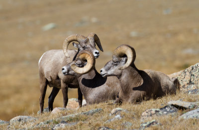 Rocky Mountain Bighorn Sheep