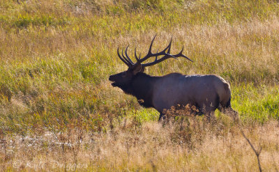 Rocky Mountain Elk