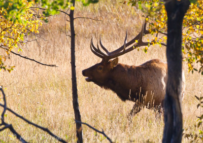 Rocky Mountain Elk